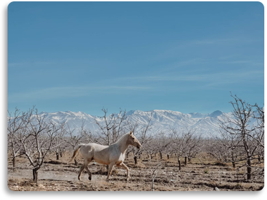 Valle de Uco