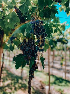 Uvas