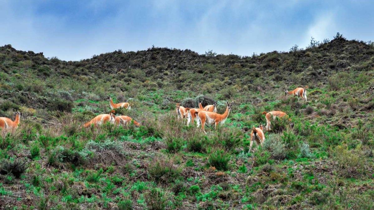 Llamas en la Reserva Natural Villavicencio